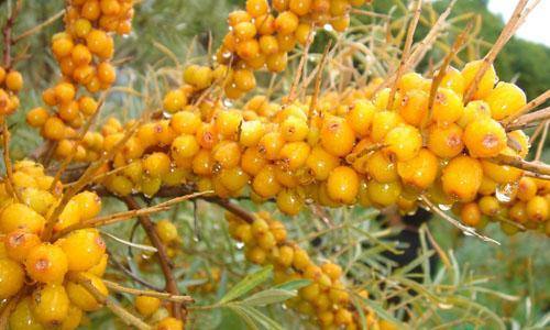 2023云南肉毒素醫(yī)生上榜清單前10名(何晏淑、袁羽、丁建平拿前三實(shí)至名歸)