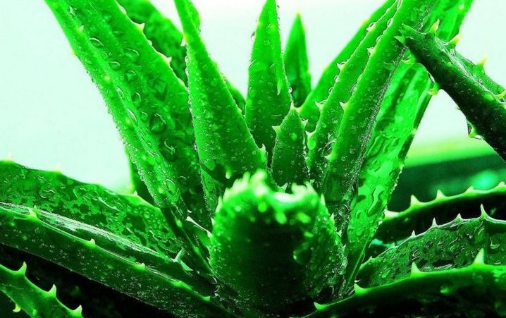 北京圣佳嘉新醫(yī)療美容怎么樣？北京圣佳嘉新醫(yī)療美容簡介|醫(yī)生團(tuán)隊|口碑評價！