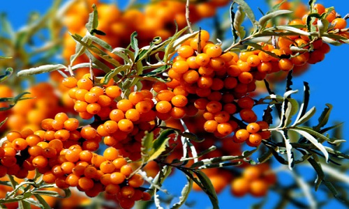 哈爾濱激光除法令紋醫(yī)生