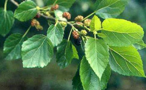 衡陽(yáng)光電祛除口周紋醫(yī)生